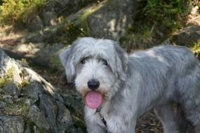 cute dog with a long pink tongue in nature