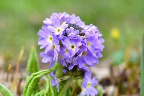 macro photo of violent primrose drumstick blooms