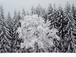 mystical snowy coniferous forest
