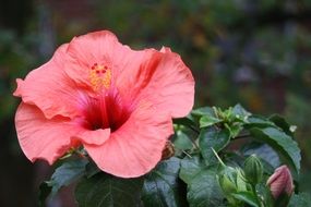 red hibiscus blossom