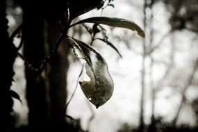 tree foliage on a cloudy day