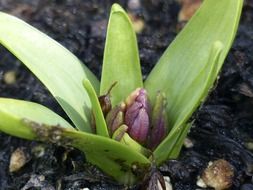 purple hyacinth flower on the ground