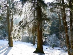 landscape of trees in snow