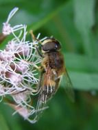 mist bee eristalis tenax fly insect