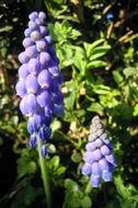 Beautiful, glaring, purple hyacinth flowers among other plants