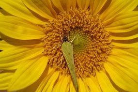green butterfly on a yellow sunflower