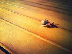 picture of snail on a wood