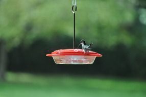 very beautiful hummingbird bird