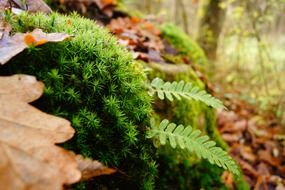 moss and fern on forest floor at autumn