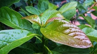 green bush leaves after rain
