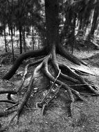 black and white photo of a tree root