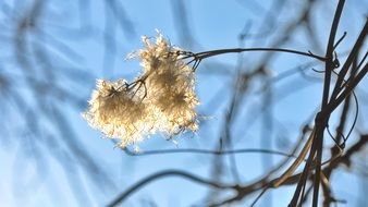 Spring plant at the sunshine