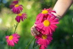 girl's hand picks pink flowers