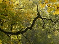 Trees in a jungle