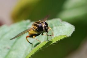 hoverfly insect on leaf macro