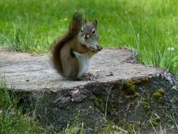 squirrel on a tree stump