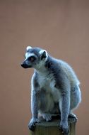lemur on a log