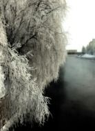 tree in hoarfrost over the river