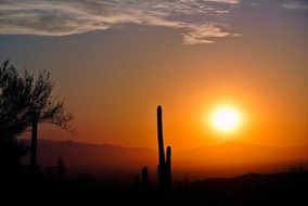 sunrise over the desert with cacti in arizona