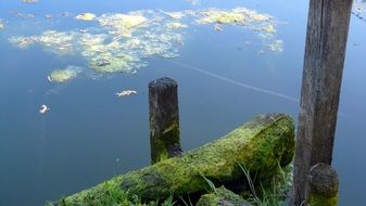 log with green moss near the pond