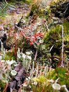 lichen in the wild nature