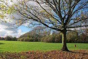 tree with yellow leaves in the field