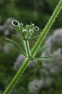 Burr-grass in a garden