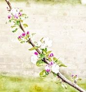 flowers art photo