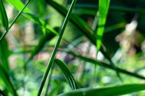 reed leaves
