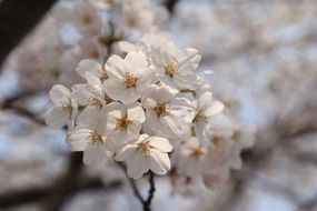 cherry blossoms in April in Korea