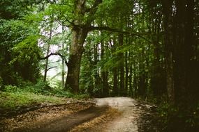 landscape of breathtaking trail in forest