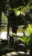 Tropical trees near the river