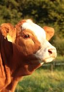 Brown calf in the pasture