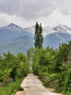 behind the road and the trees mountain