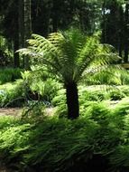high fern in the forest