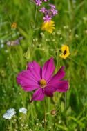 different meadow flowers close-up