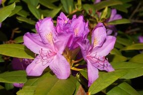 violent bright rhododendron bloom