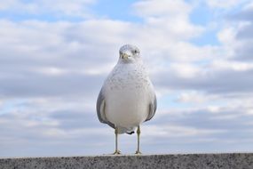 white bird on the parapet