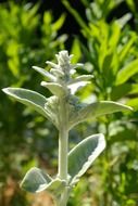 Close-up of the green stachys plant among other plants