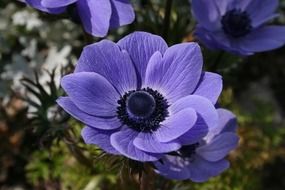 wonderful violet flowers