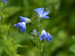 blue large speedwell