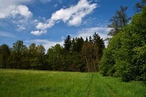 charming meadow forest