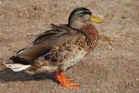 make mallard in wildlife