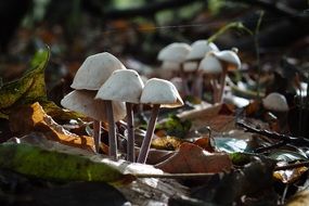 autumn mushrooms among the dry leaves