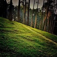 forest with green meadow