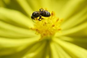tiny bee collects nectar