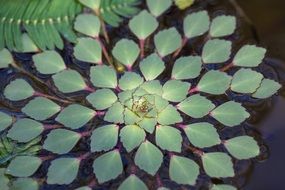 aquatic plant leaves green water
