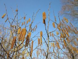 hazel blooming, corylus avellana
