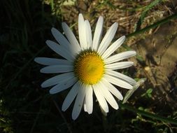 daisy in the shadow and light