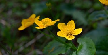 caltha palustris flowers